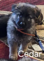 Cedar, a male German Shepherd Dog for sale in Moab, UT – 1 of 1