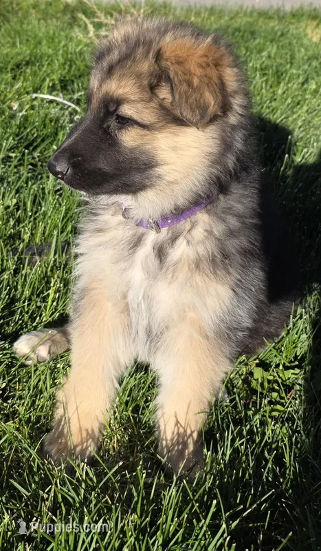 Olive  – German Shepherd Dog puppy for sale in Moab, UT