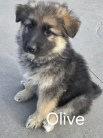 Olive , a female German Shepherd Dog for sale in Moab, UT – 1 of 1