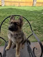 Olive , a female German Shepherd Dog for sale in Moab, UT – 4 of 4