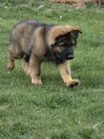 Oak, a male German Shepherd Dog for sale in Moab, UT – 2 of 4