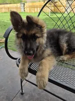 Olive , a female German Shepherd Dog for sale in Moab, UT – 1 of 4