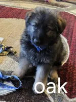 Oak , a male German Shepherd Dog for sale in Moab, UT – 1 of 1
