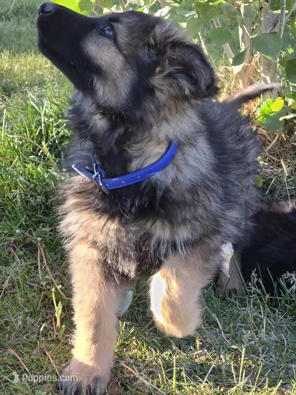 Oak  – German Shepherd Dog puppy for sale in Moab, UT