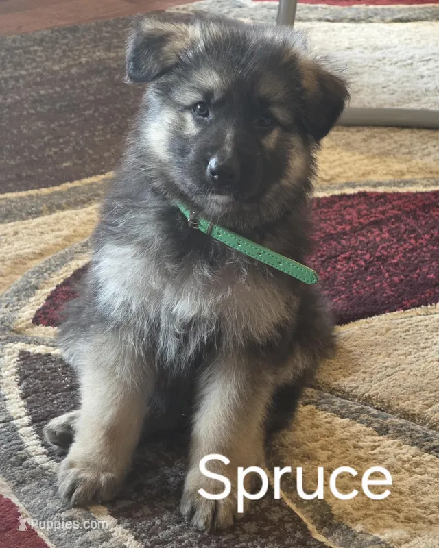Spruce  – German Shepherd Dog puppy on hold in Moab, UT