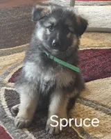 Spruce , a male German Shepherd Dog for sale in Moab, UT – 1 of 1