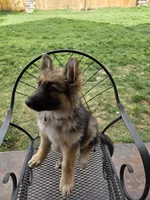 Olive , a female German Shepherd Dog for sale in Moab, UT – 3 of 4