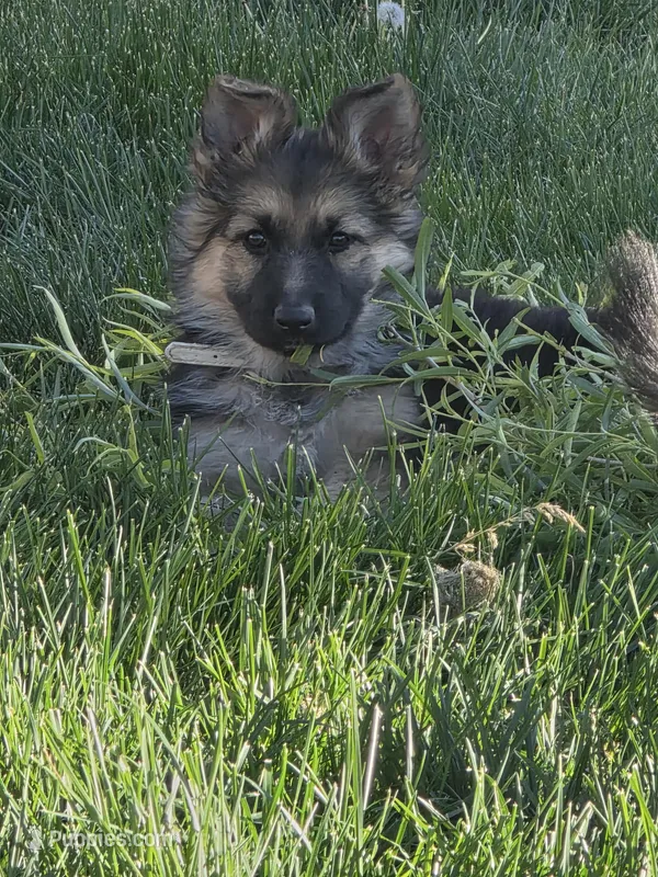 Juniper  – German Shepherd Dog puppy for sale in Moab, UT