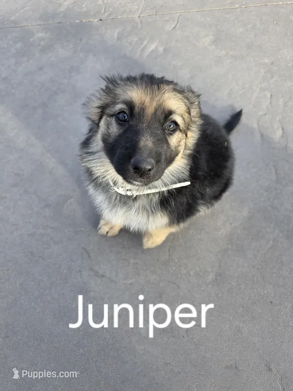 Juniper  – German Shepherd Dog puppy for sale in Moab, UT