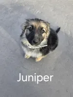 Juniper , a female German Shepherd Dog for sale in Moab, UT – 1 of 1