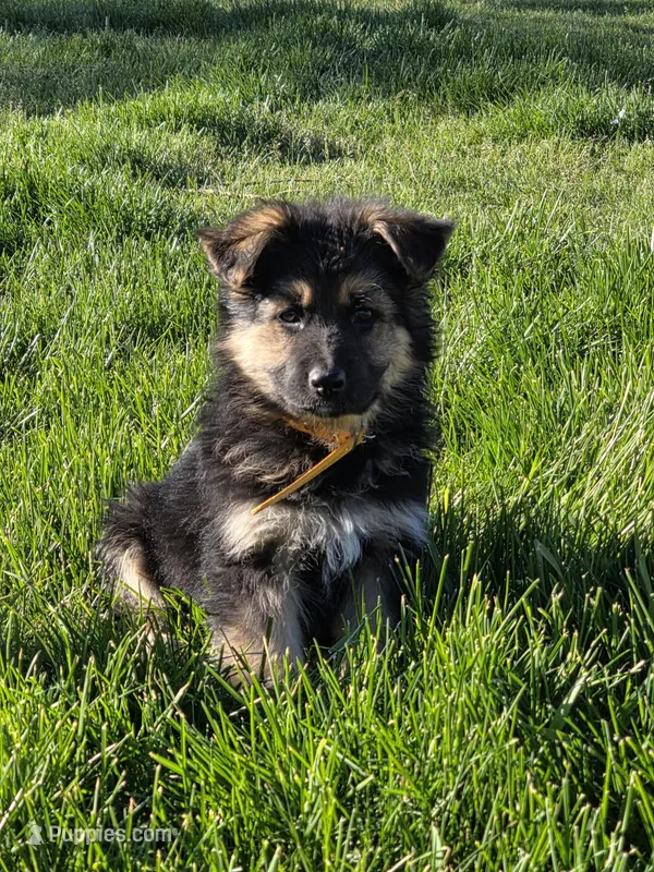 Asher – German Shepherd Dog puppy for sale in Moab, UT