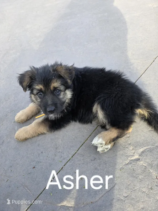 Asher – German Shepherd Dog puppy for sale in Moab, UT