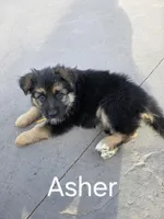Asher, a female German Shepherd Dog for sale in Moab, UT – 1 of 1