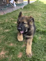 Oak, a male German Shepherd Dog for sale in Moab, UT – 4 of 4