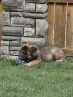 Oak, a male German Shepherd Dog for sale in Moab, UT – 3 of 4
