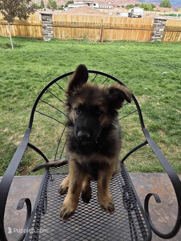 Oak – German Shepherd Dog puppy for sale in Moab, UT
