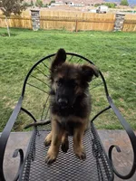 Oak, a male German Shepherd Dog for sale in Moab, UT – 1 of 4