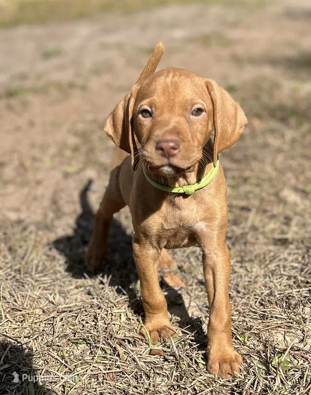 Boy with Green collar