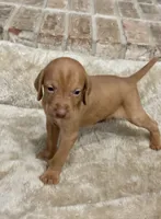 Boy with orange collar, a male Vizsla for sale in Saint Augustine, FL – Photo 4 of 6
