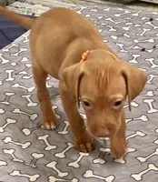 Boy with orange collar, a male Vizsla for sale in Saint Augustine, FL – Photo 6 of 6