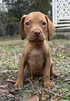 Boy with orange collar, a male Vizsla for sale in Saint Augustine, FL – Photo 3 of 6