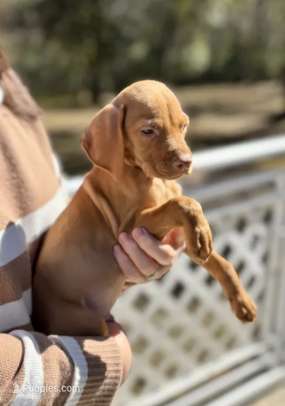 Boy with orange collar