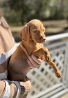 Boy with orange collar, a male Vizsla for sale in Saint Augustine, FL – Photo 1 of 6