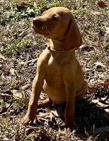 Boy with orange collar, a male Vizsla for sale in Saint Augustine, FL – Photo 2 of 6
