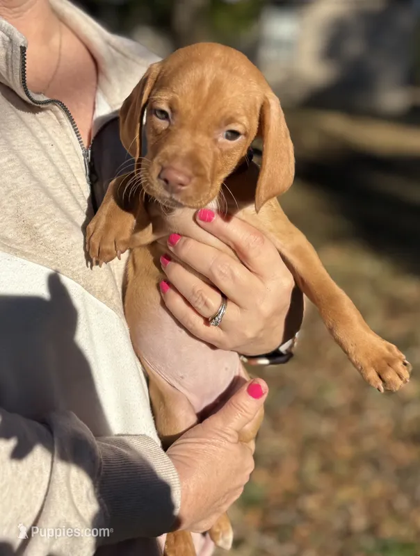 Girl with Mauve collar