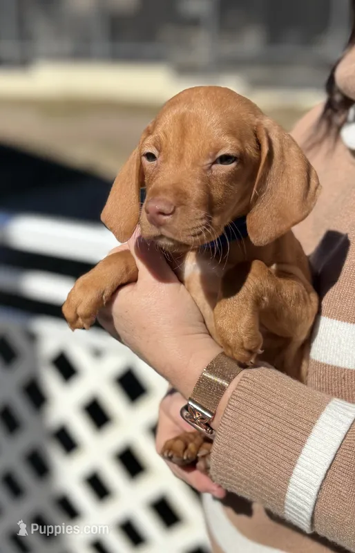 Boy with Blue Collar
