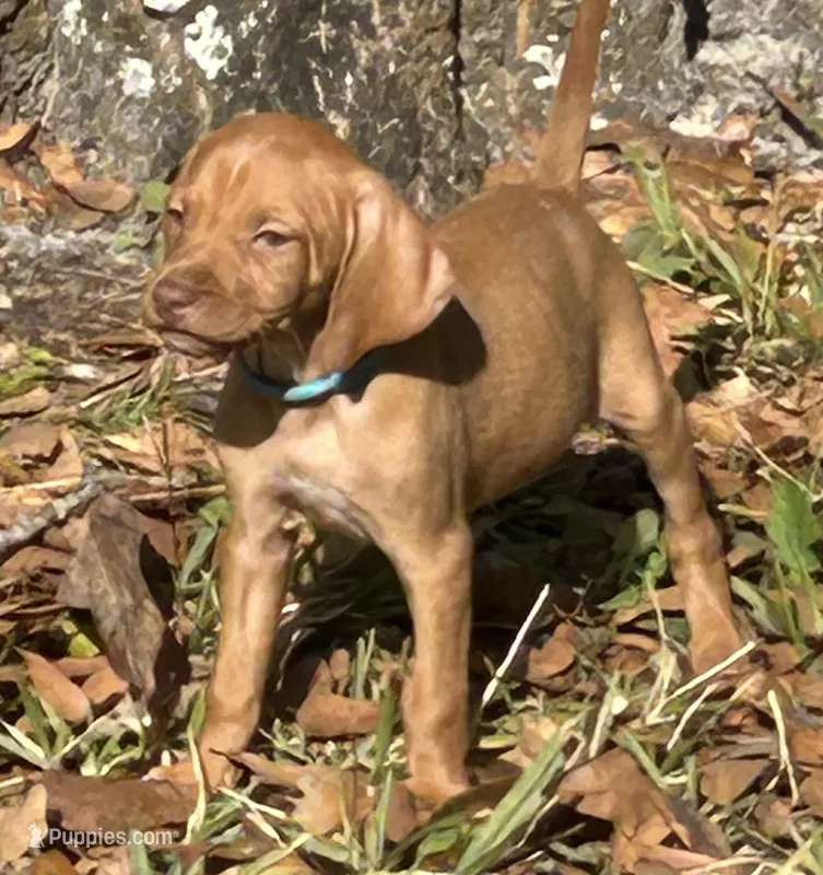 Boy with Teal collar