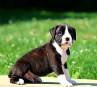 Kaden, a male Boxer for sale in Shippensburg, PA – 3 of 6