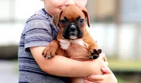 Carley, a female Boxer for sale in Shippensburg, PA – 4 of 8