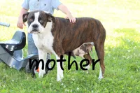 Tiona, a female Boxer for sale in Shippensburg, PA – 6 of 7