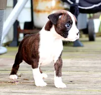 Jade, a male Boxer for sale in Shippensburg, PA – 3 of 6