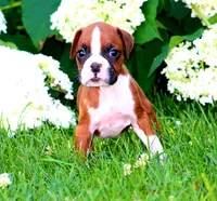 Emerson , a male Boxer for sale in Shippensburg, PA – 6 of 8