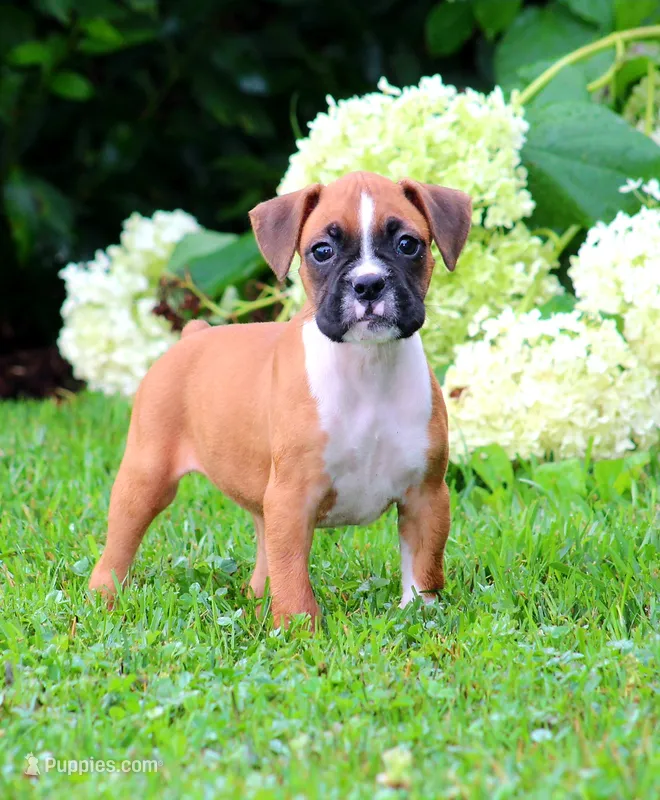 Cora – Boxer puppy for sale in Shippensburg, PA