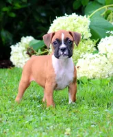 Cora, a female Boxer for sale in Shippensburg, PA – 1 of 6