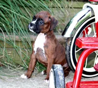 Brady, a male Boxer for sale in Shippensburg, PA – 3 of 6