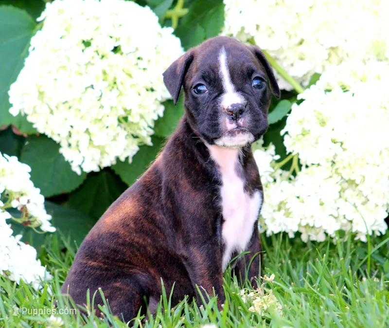 Paris – Boxer puppy for sale in Shippensburg, PA