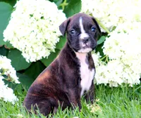 Paris, a female Boxer for sale in Shippensburg, PA – 1 of 1