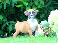 Cora, a female Boxer for sale in Shippensburg, PA – 2 of 6