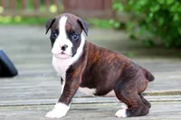 Jade, a male Boxer for sale in Shippensburg, PA – 4 of 6