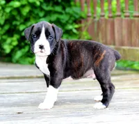 Kaden, a male Boxer for sale in Shippensburg, PA – 5 of 6