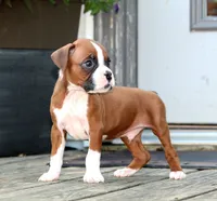 Emerson , a male Boxer for sale in Shippensburg, PA – 3 of 8
