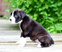 Kaden, a male Boxer for sale in Shippensburg, PA – 6 of 6