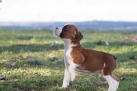 Anson, a male Boxer for sale in Shippensburg, PA – Photo 4 of 5