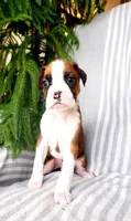 Anson, a male Boxer for sale in Shippensburg, PA – Photo 1 of 5