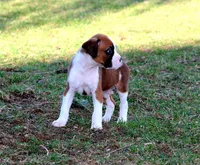 Anson, a male Boxer for sale in Shippensburg, PA – Photo 3 of 5