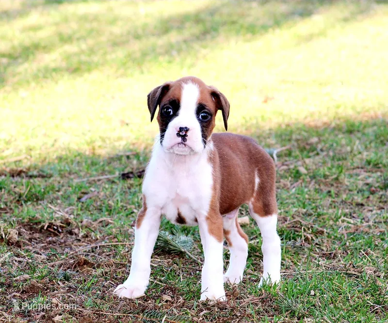 Anson – Boxer puppy for sale in Shippensburg, PA